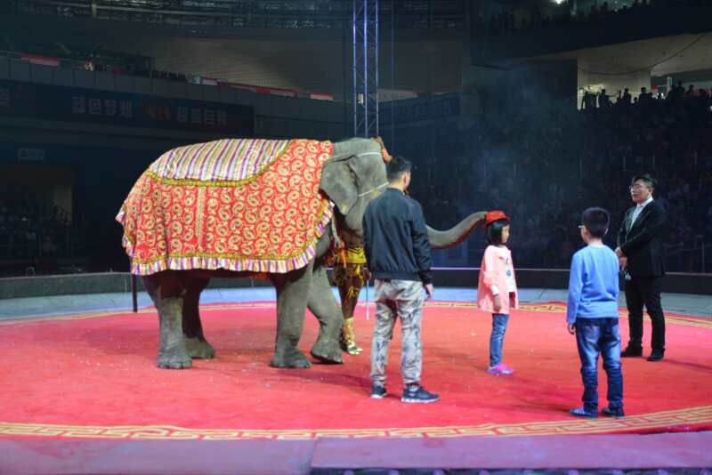 大象表演1.jpg