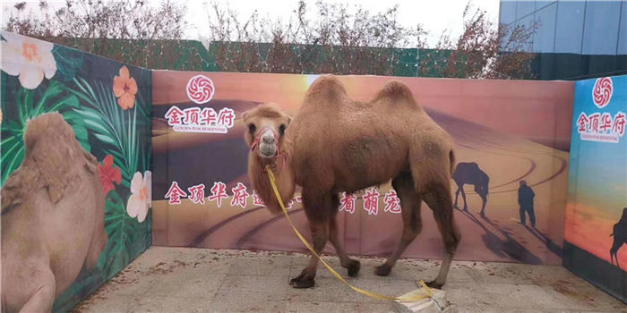 萌宠骆驼展览.jpg