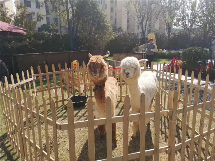 萌宠羊驼展览