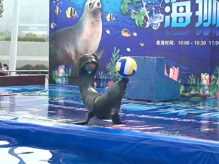 海狮海豹表演